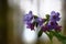 Inflorescence of a forest pulmonaria.