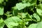 Inflorescence of a French Sorrel, Rumex scutatus