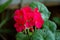 Inflorescence geranium flowers