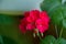 Inflorescence geranium flowers