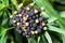 Inflorescence of a Green Aralia, Osmoxylon lineare