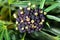 Inflorescence of a Green Aralia, Osmoxylon lineare