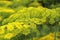 Inflorescence green fennel seeds