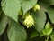 Inflorescence of green hops closeup