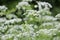 Inflorescence of a herb Hemlock or Poison Conium maculatum