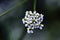 Inflorescence of a herb Hemlock or Poison Conium maculatum