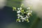 Inflorescence of a herb Hemlock or Poison Conium maculatum