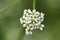 Inflorescence of a herb Hemlock or Poison Conium maculatum