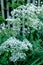 Inflorescence of a herb of Hemlock or poison Hemlock Conium maculatum