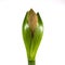 Inflorescence of a hippeastrum on a white background is isolated.