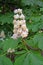 Inflorescence of horse chestnut Aesculus hippocastanum L