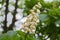 Inflorescence of the horse chestnut on branch on blurred background