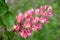 Inflorescence of a horse chestnut  meat - red Aesculus Ã—carnea Zeyh.. Close up