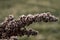 Inflorescence of horse sorrel Rumex confertus