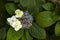 Inflorescence of hortensia Hydrangea macrophylla