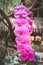 Inflorescence huge sweet colorful pink phalaenopsis orchids with line pink  group blooming and green stem hanging