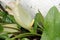 Inflorescence of Italian Arum, Arum italicum, light green spathe