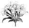 Inflorescence of Jasminum Officinale Affine vintage illustration