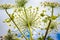 Inflorescence of a large number of white flowers.