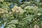 Inflorescence and leaves of rowan