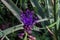 Inflorescence of Leopoldia Comosa plant
