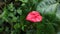 An inflorescence of a light reddish color Anthurium flower in the garden