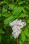 Inflorescence of a lilac Hungarian Syringa josikaea J. Jacq. ex Rchb