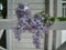 Inflorescence of lilac in a jar and a branch of lilac on a white veranda