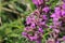 Inflorescence of a Lythrum salicaria (purple loosestrife) plant