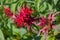 Inflorescence Monarda didyma (Scarlet beebalm)