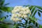 Inflorescence of a mountain ash ordinary (Sorbus aucuparia L.) ainst the blue sky
