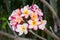 Inflorescence of multi colour pink white yellow plumerias