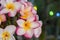 Inflorescence of multi colour pink white yellow plumerias