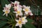 Inflorescence of multi colour pink white yellow plumerias