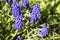 Inflorescence of muscari from purple round flowers that pollinates a bee