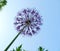 Inflorescence ornamental onions (Allium)