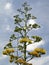 Inflorescence patterns of Agave.