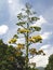 Inflorescence patterns of Agave.