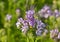 Inflorescence of phacelia tansy