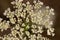 Inflorescence of Pimpinella saxifraga