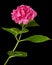 Inflorescence of the pink flowers of hydrangea, isolated on black background