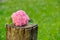 Inflorescence of Pink Hydrangea on Tree Stump