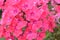 Inflorescence pink Phlox, beautiful floral background, summer garden