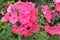 Inflorescence pink Phlox, beautiful floral background, summer garden