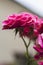 Inflorescence pink shrub roses