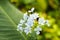 Inflorescence of a plant Plumbago capensis