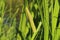 Inflorescence of plant sweet flag Acorus calamus