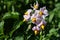 Inflorescence of potato