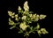 Inflorescence of privet, lat. Ligustrum, isolated on black background