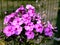 Inflorescence of purple flowers  Phlox paniculata with rounded petals